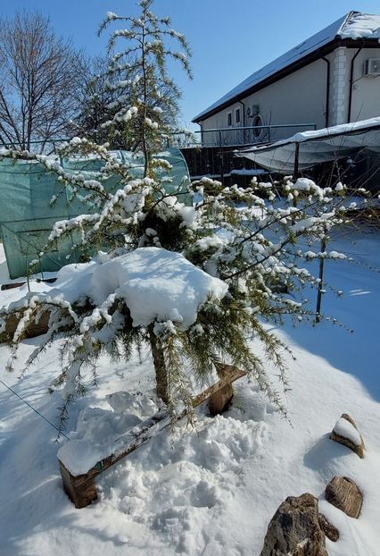  - 2025 gradina de legume