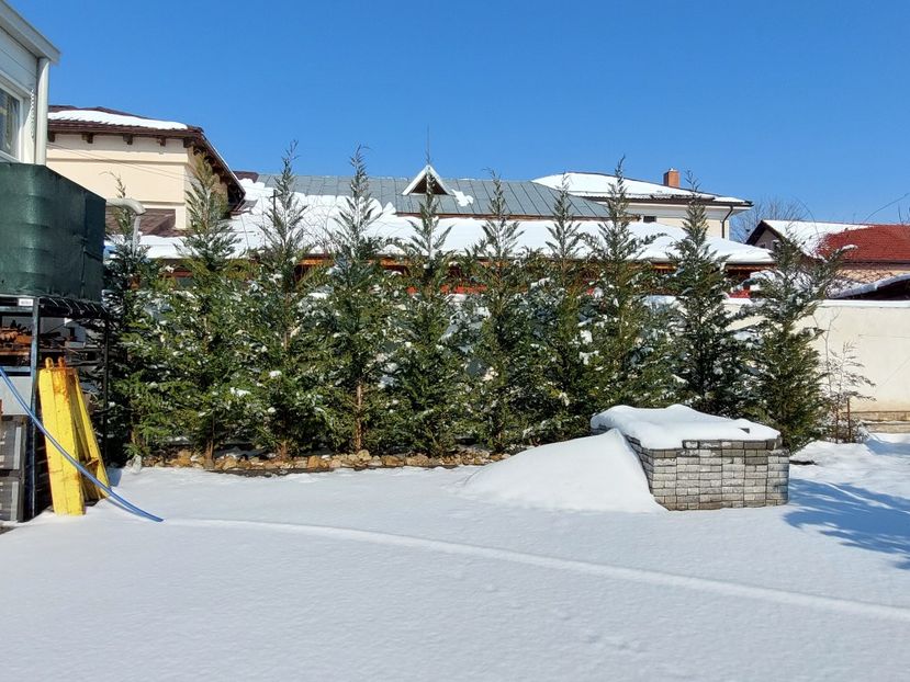  - 2025 gradina de legume