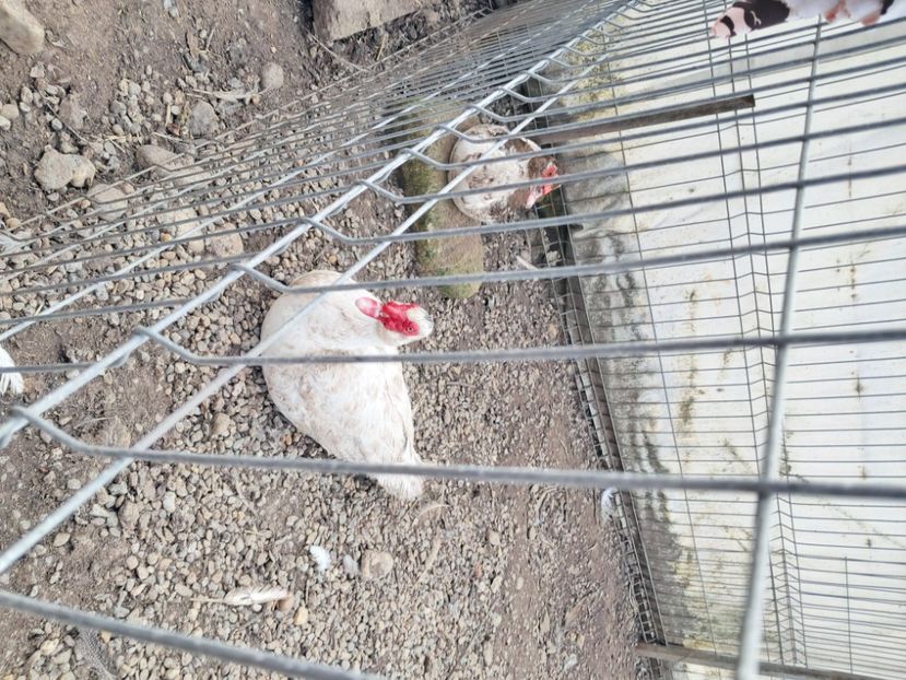  - Matcă rațe leșești 2025