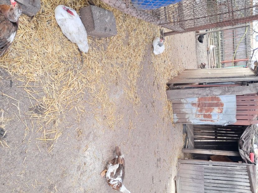  - Matcă rațe leșești 2025