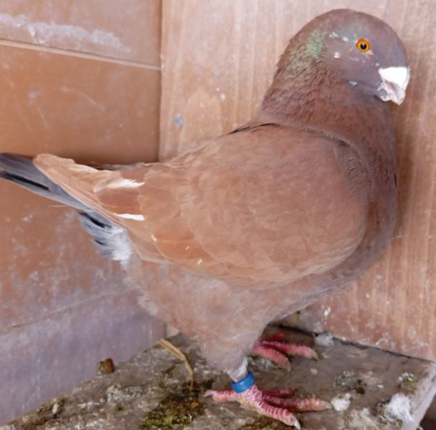 M 2024 - AGH PENTRU 2025