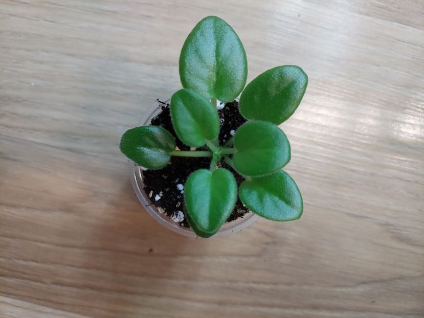  - SimSim Magic Bells