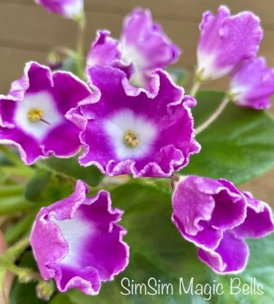 SimSim Magic Bells - SimSim Magic Bells
