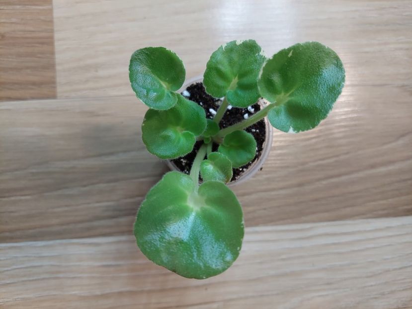  - R-Devochka Moya Sineglasaya