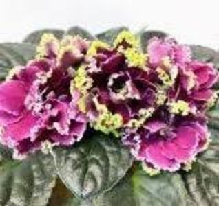 PT-Sinderella - PT-Sinderella