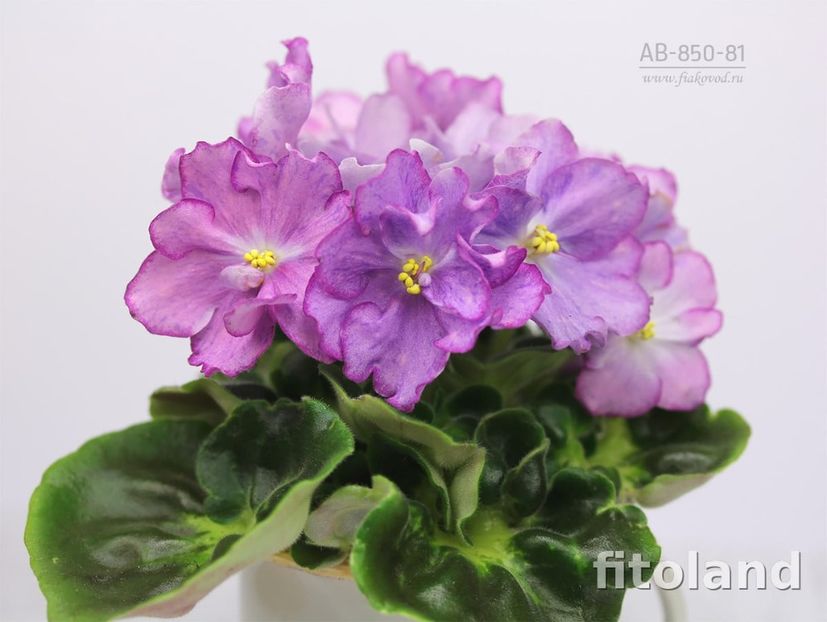 AV-Devochka s Severa - AV-Devochka s Severa