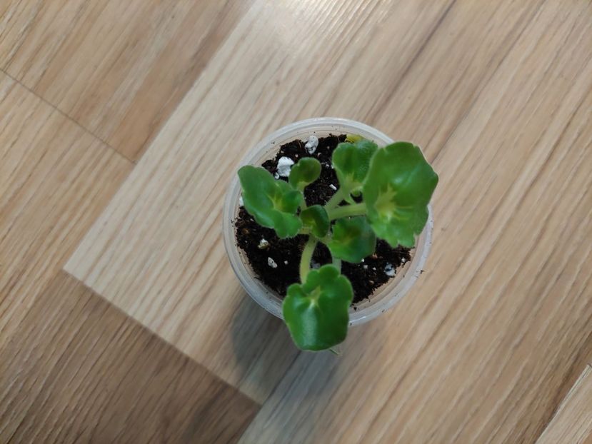  - AV-Devochka s Severa