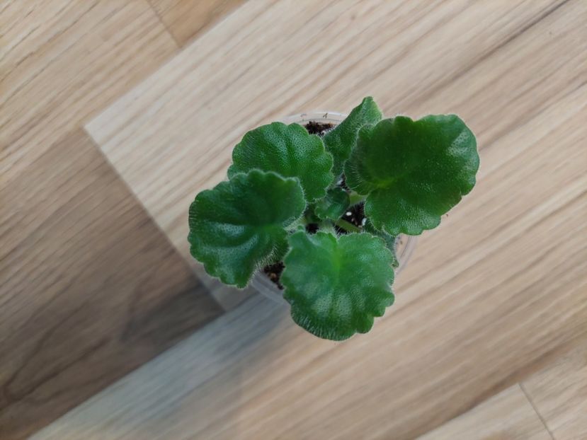  - EK-Solnze v Senite