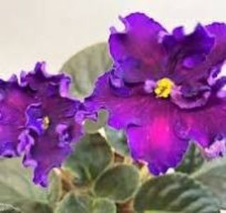 Dn-Suziria Andromedi - Dn-Suziria Andromedi