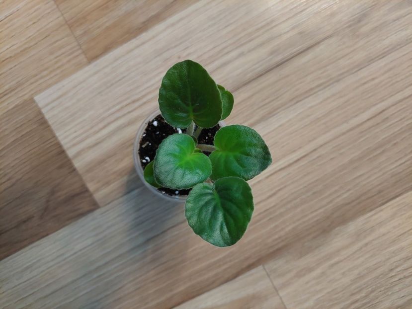  - Dn-Suziria Andromedi