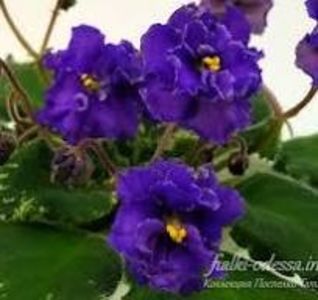 Morgan’s Haywire - Morgan s Haywire