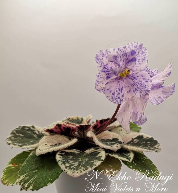 N-Ekho Radugy - N-Ekho Radugy