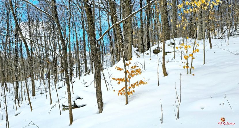 Winter 5 ! - CANADIAN WINTER - Iarna Canadiana
