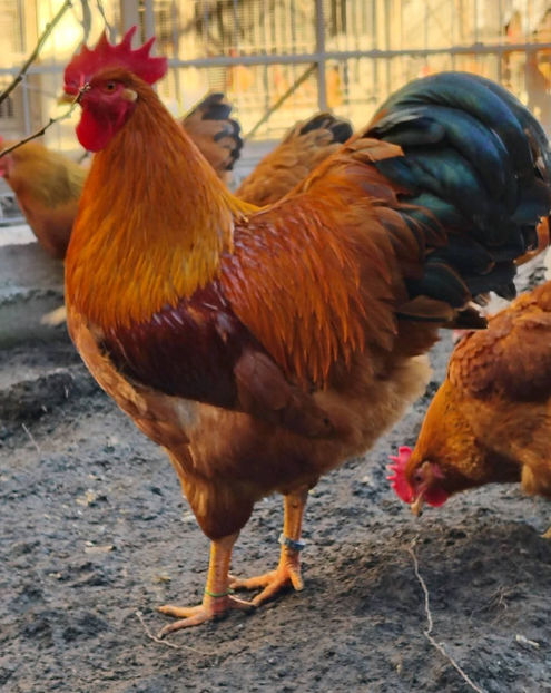 new hampshire - 2024 New Hampshire