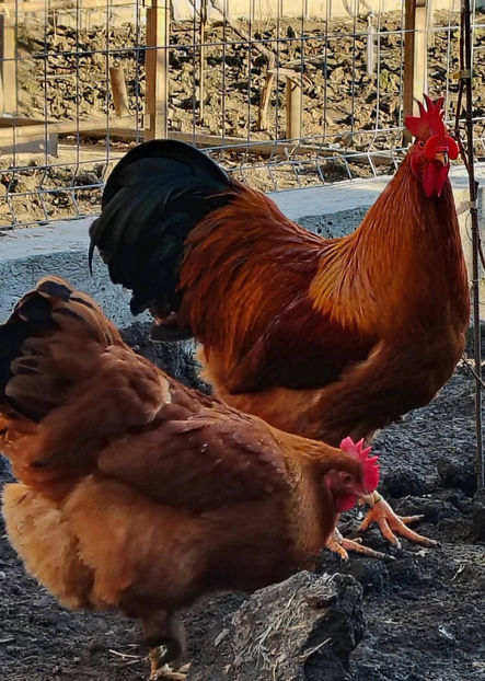 new hampshire - 2024 New Hampshire