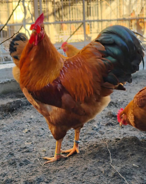 new hampshire - 2024 New Hampshire