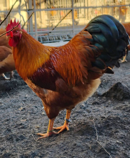 new hampshire - 2024 New Hampshire