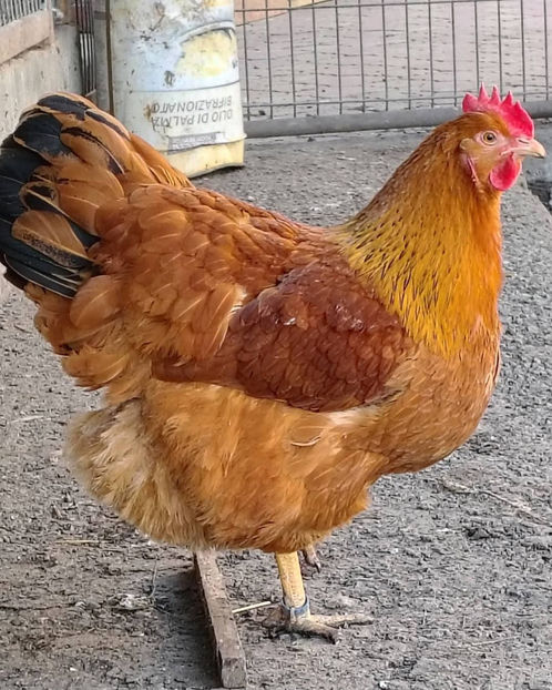 new hampshire - 2024 New Hampshire