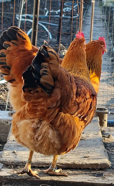 new hampshire - 2024 New Hampshire