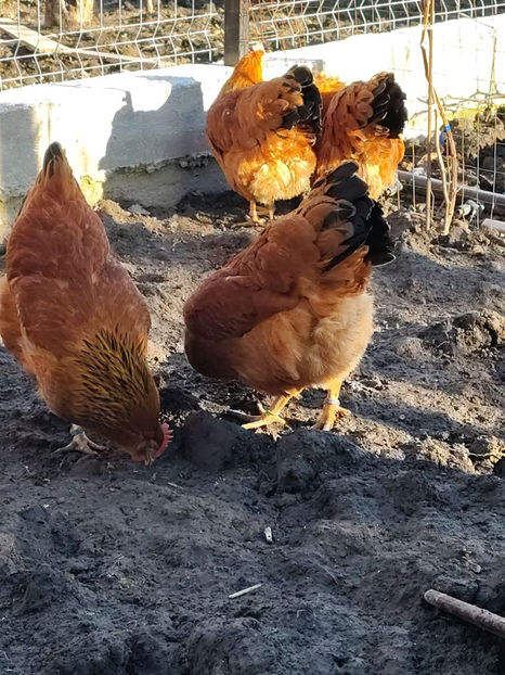 new hampshire - 2024 New Hampshire