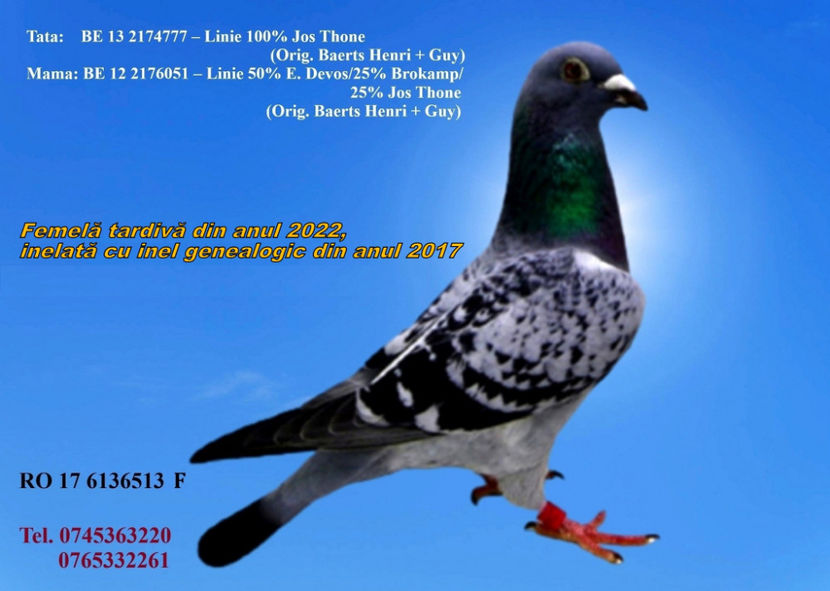 RO 17 6136513 F PRET 150 Lei + transportul - ARHIVA