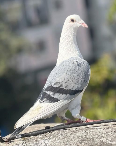  - Nu îmi aparțin 8