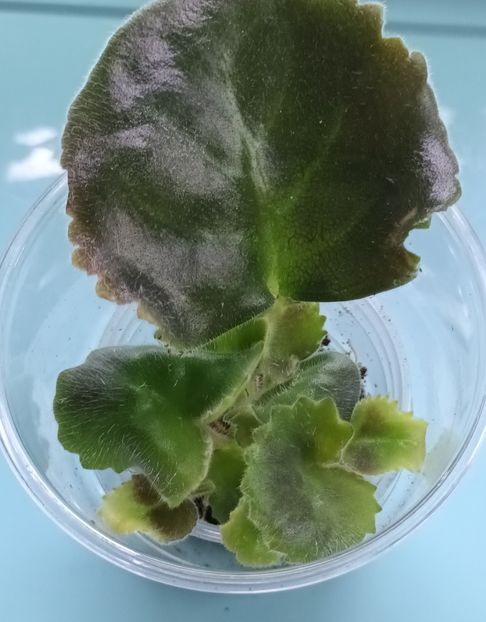  - RM Rosy v Hrustale