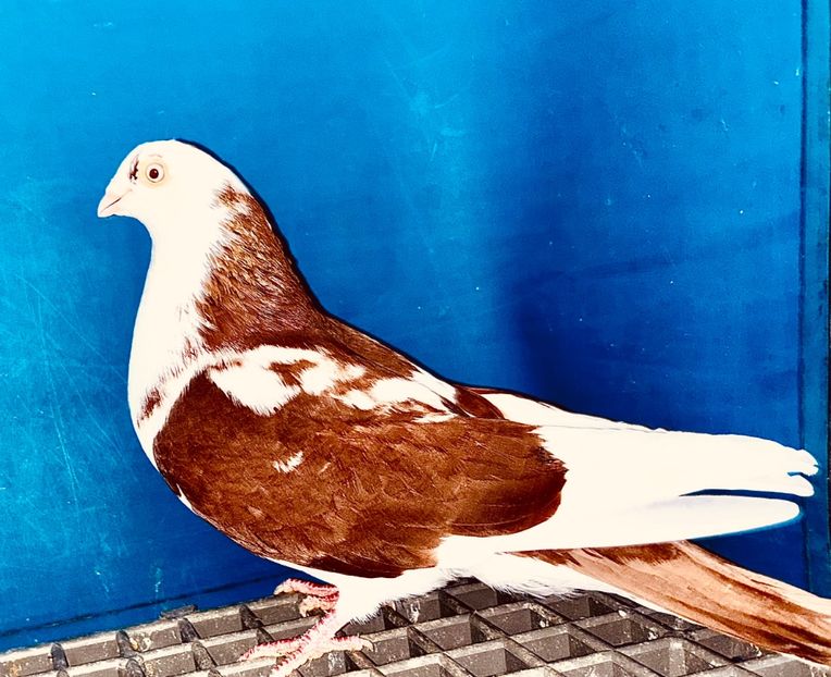 13851  Mascul  2024_2 - tineret 2024