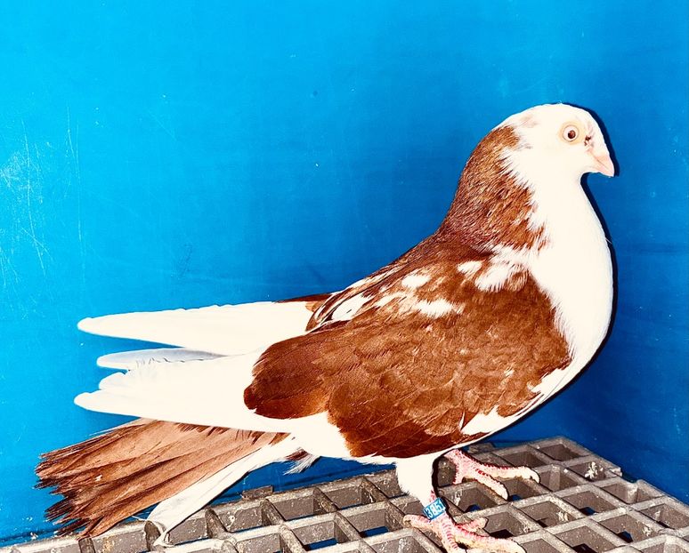 13851  Mascul  2024_3 - tineret 2024