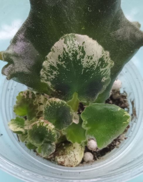  - Mac s Luxurios Leisure