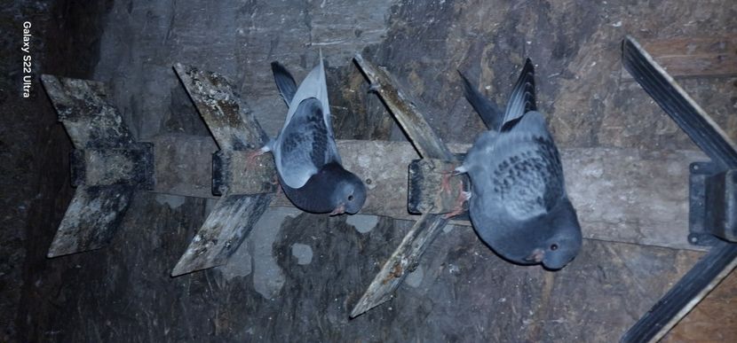  - Arhiva poze cu porumbei