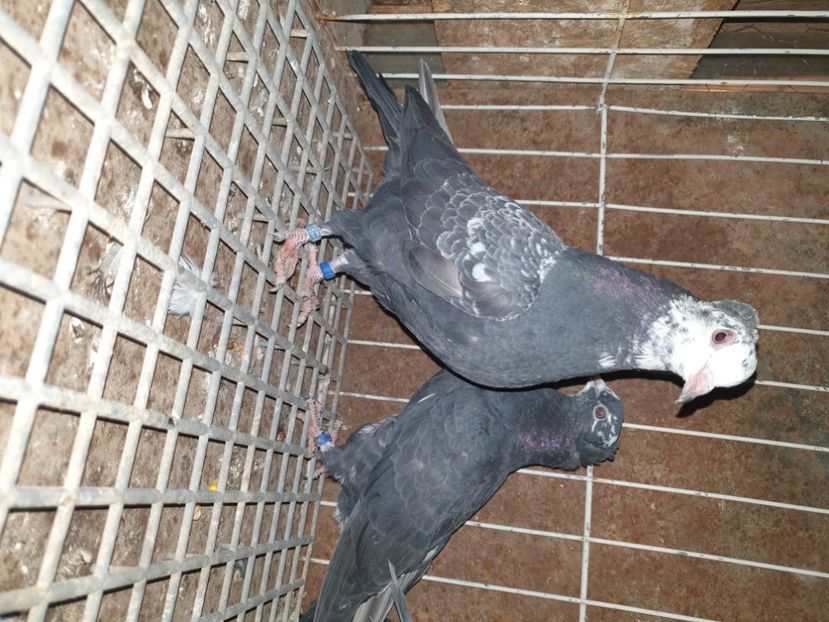  - Arhiva poze cu porumbei