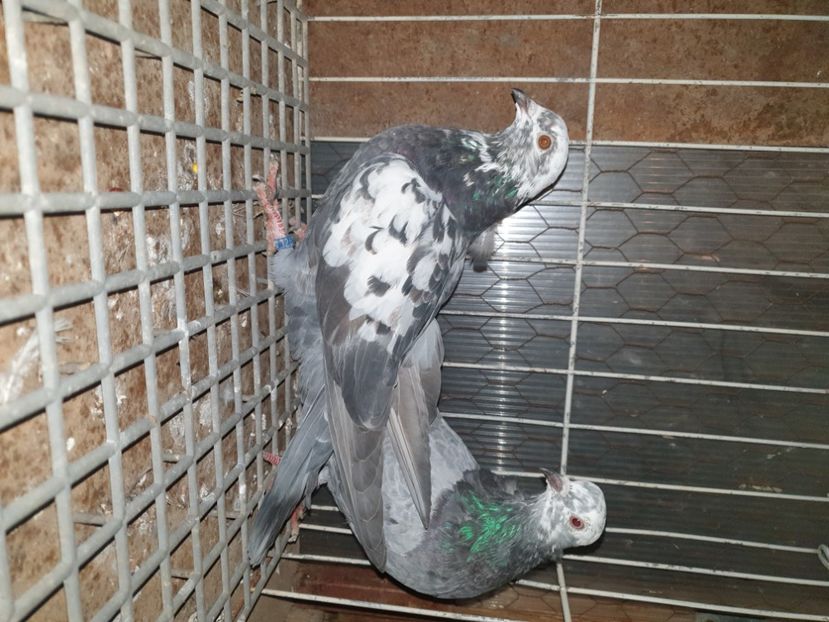  - Arhiva poze cu porumbei