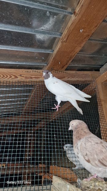  - Arhiva poze cu porumbei