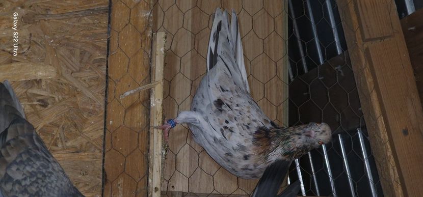  - Arhiva poze cu porumbei