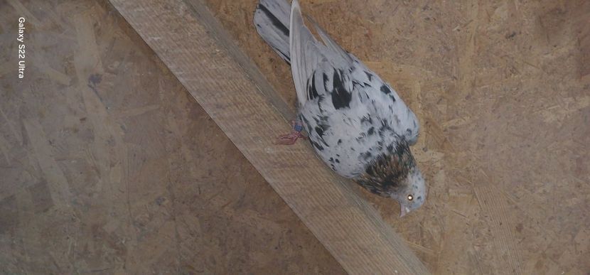  - Arhiva poze cu porumbei