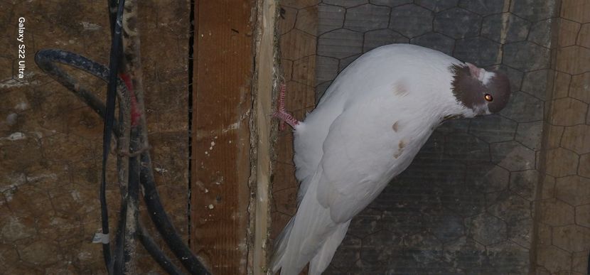  - Arhiva poze cu porumbei