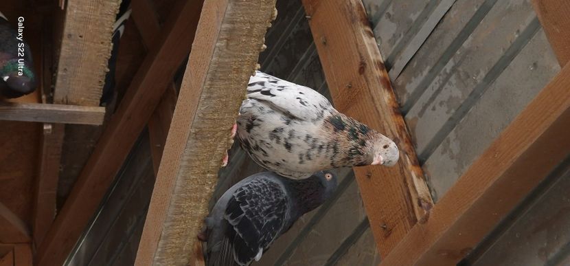  - Arhiva poze cu porumbei