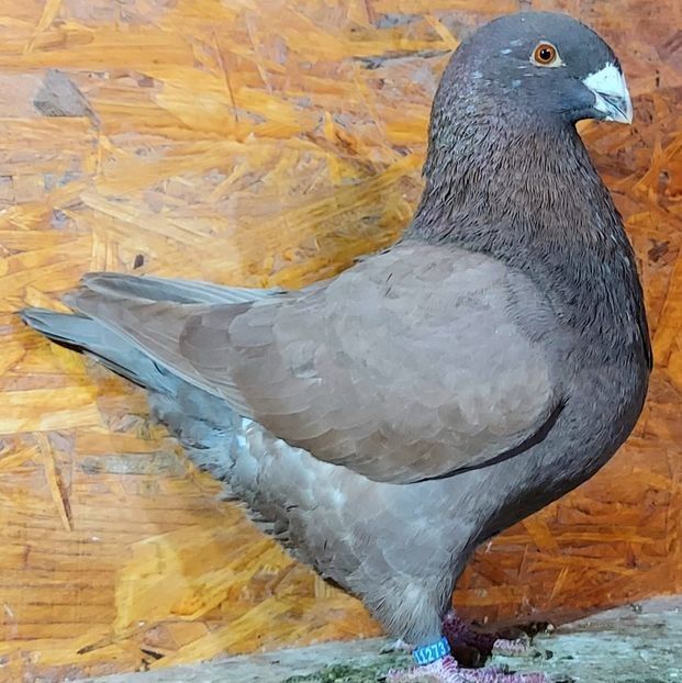 116599579 (1) - 3---AGH DAȚI 2019 - 2025