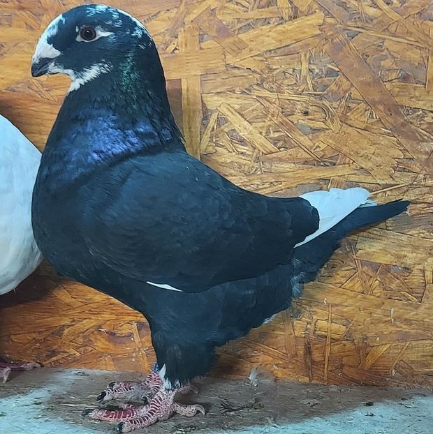 116528883 (2) - 3---AGH DAȚI 2019 - 2025