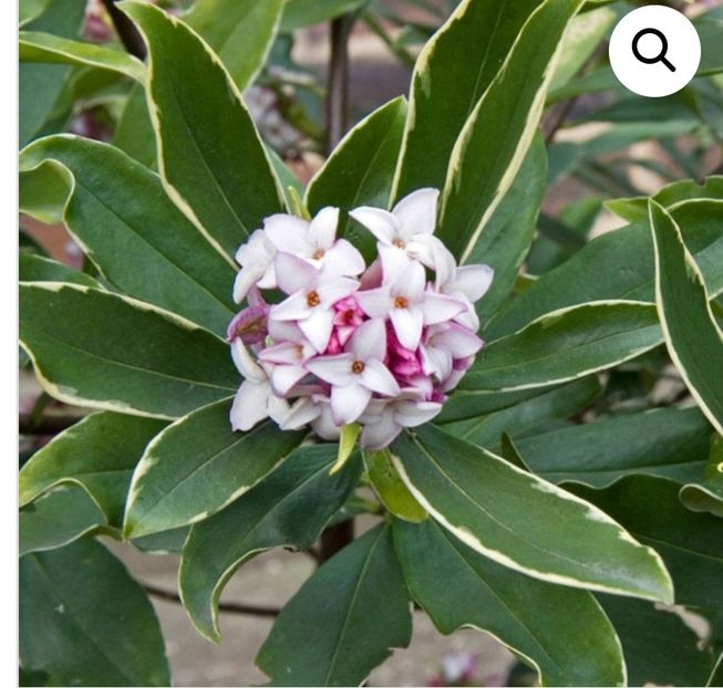Daphne Aureomarginata - aaaa Comanda plante 2025