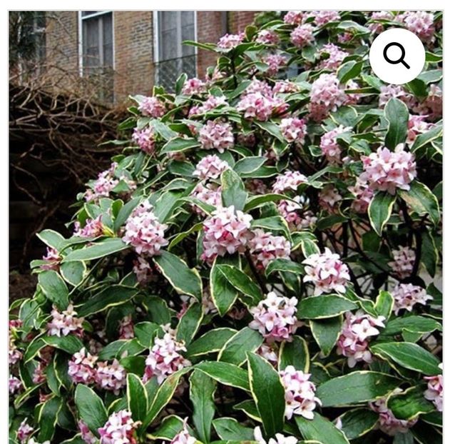 Screenshot_20250220_200409_com.android.chrome_edit_33905752210450 - aaaa Comanda plante 2025
