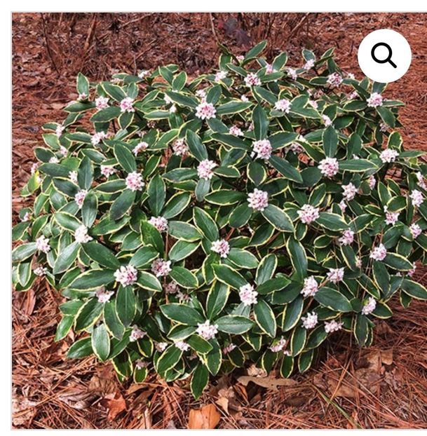 Screenshot_20250220_200438_com.android.chrome_edit_34165658198431 - aaaa Comanda plante 2025