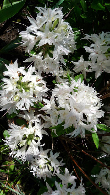  - Azalee si Rhododendroni