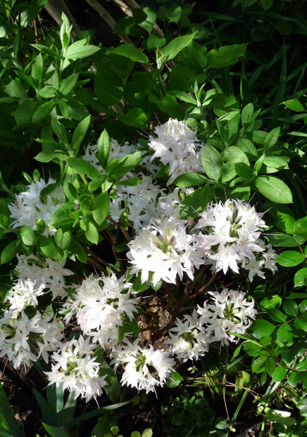  - Azalee si Rhododendroni