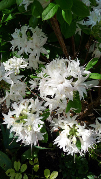  - Azalee si Rhododendroni