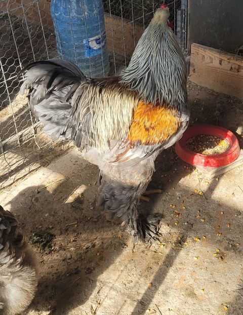 Screenshot_20250220_151016_Gallery - a__Pui și tineret brahma 2024