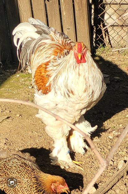 Screenshot_20250131_180124_Gallery - a__Pui și tineret brahma 2024