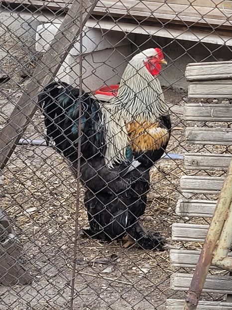  - a__Pui și tineret brahma 2024