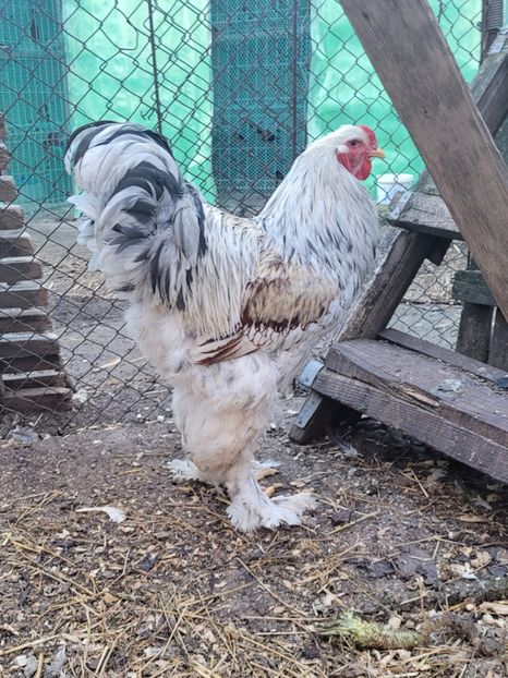  - a__Pui și tineret brahma 2024